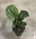 4" Anthurium Rad x Lux